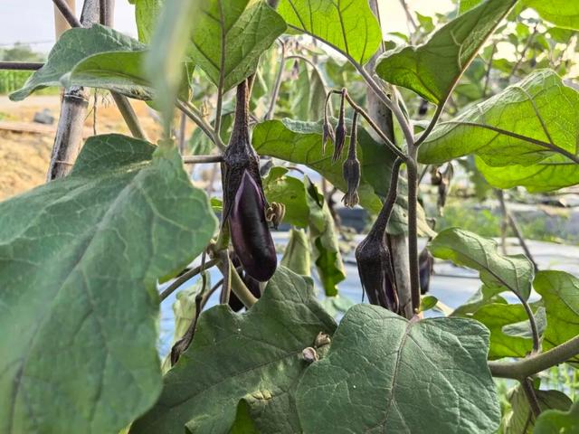 视觉增城｜“果”然有趣！快来正果邂逅甜蜜“丰”景