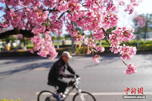 云南昆明冬樱花盛开勾勒冬日画卷