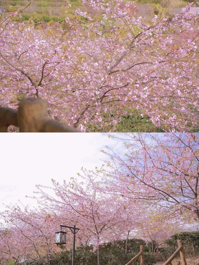 漳州的樱花，开啦！！！