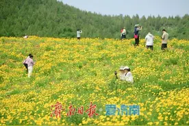 一年一度别错过！初夏时节泉城金鸡菊花海美爆了图片