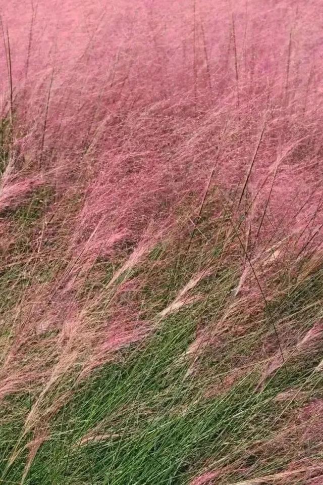 心动！宿城又涨“粉”了