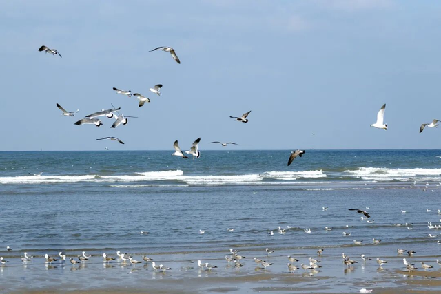 冬日限定浪漫！辛安河海滨海鸥成群，快来打卡“鸥”遇