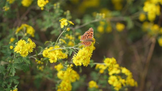 宜城市刘猴镇：野菊花开满山 鹿游花海醉游人