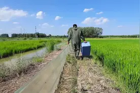 济南市槐荫区吴家堡街道席庄村：金秋时节 稻田蟹喜获丰收图片