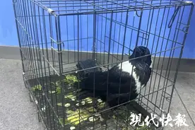 警官，我捡到了一个“小可爱”图片