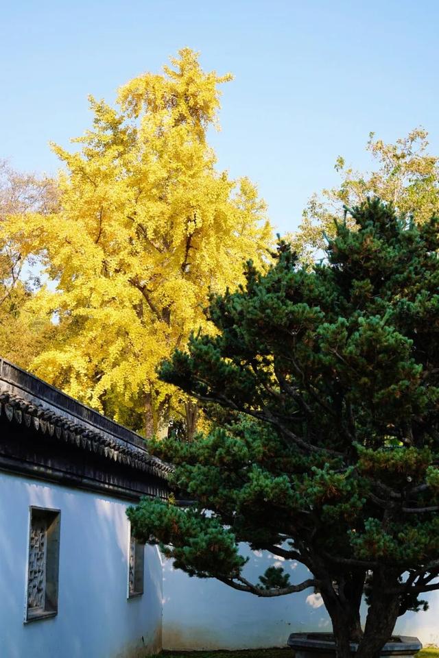 “美神”降临！太仓限定秋日美景，真的“杀”疯了！