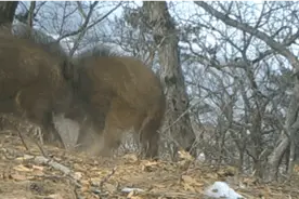很能“闯祸”的野猪，究竟是个啥物种？图片