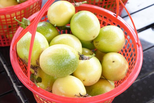 西盟：佤部落周末乐 “香”约佤山 果“力”全开