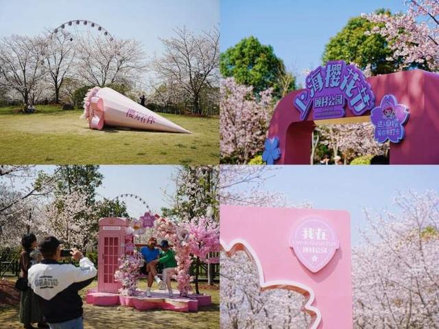 2026上海樱花节来了！3月9日持续至4月9日，看1.6万株樱花次第绽放，首推“景随花移”夜游新模式