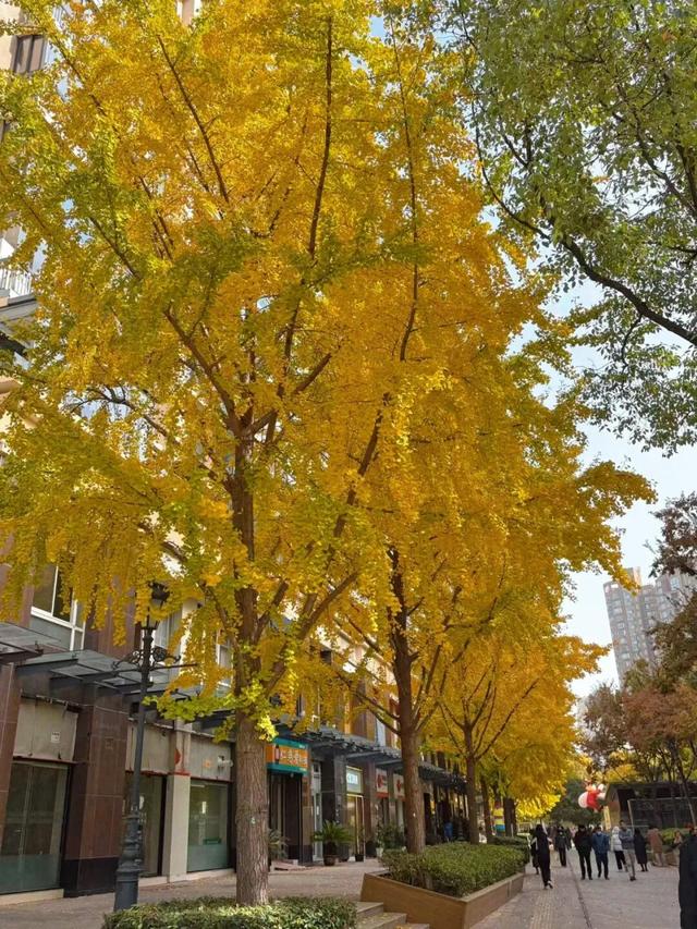 长宁最全银杏打卡点来啦，还有“宁宁”的私藏点位哦～【看“宁”的】