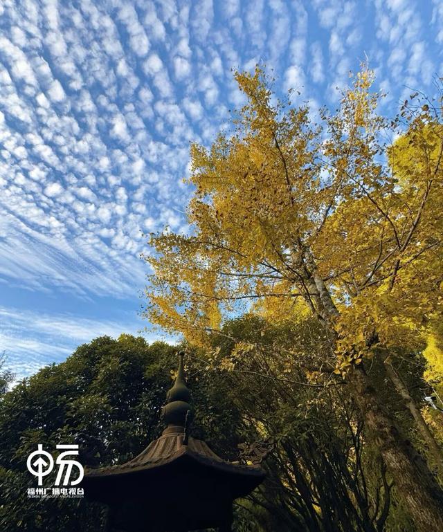 黄了！黄了！福州这里迎来颜值高峰！