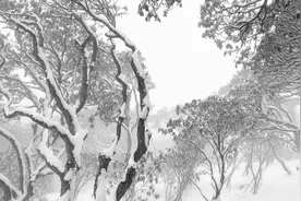 天台华顶：千年杜鹃沐雪披银装图片
