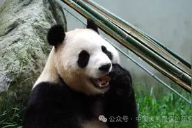 “福宝”带火韩国来蓉旅游团！旅行社：这是进一步打开韩国旅游市场的契机图片