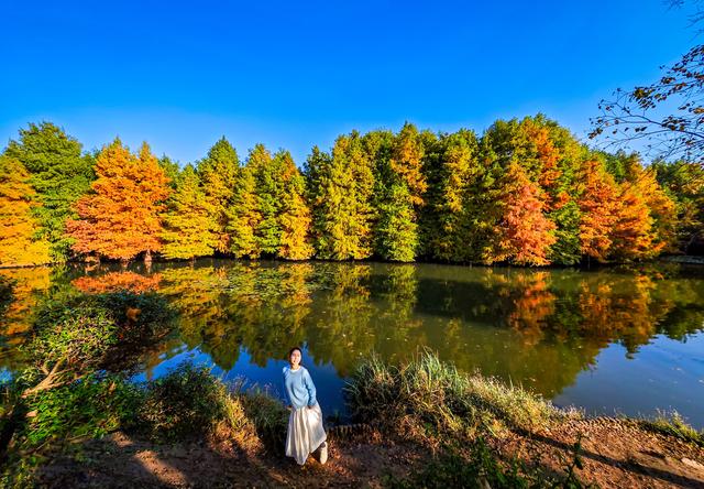 红黄渐变映湖光 燕雀湖落羽杉太美！