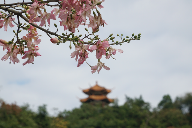 初冬的风里竟有了粉色的“味道”！就在龙潭公园里~