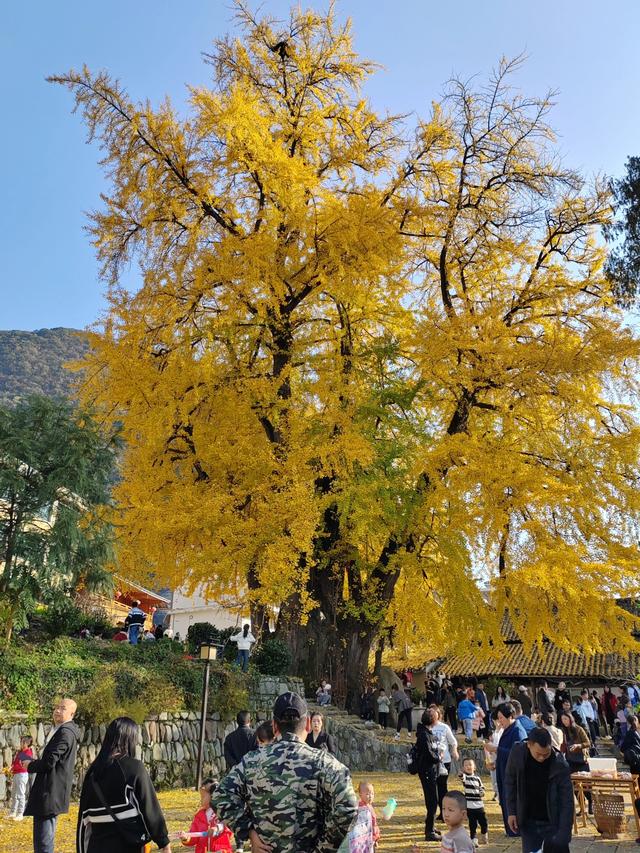 印江凤仪村:千年银杏披金衣 醉美深秋引客来