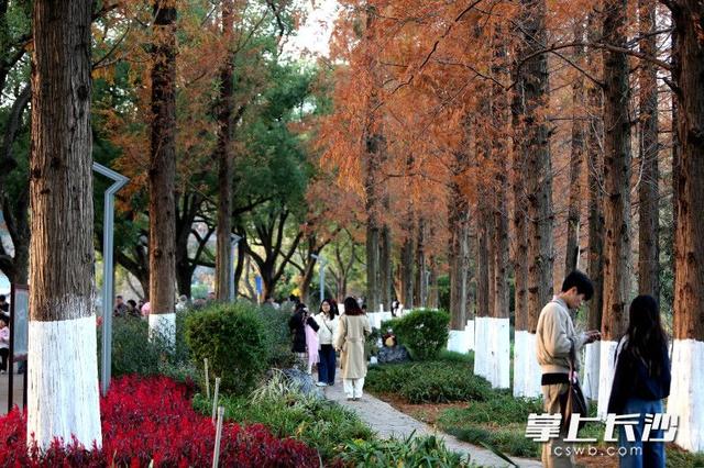 组图｜又是好天气，市民乐游园