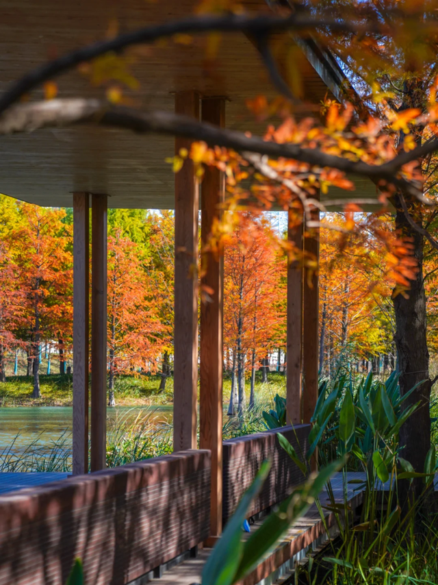 落羽杉红了！在上海发现了免费的阿勒泰同款梦幻秋景→