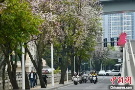 遇见福建：羊蹄甲花盛开 马路变身“花道”图片