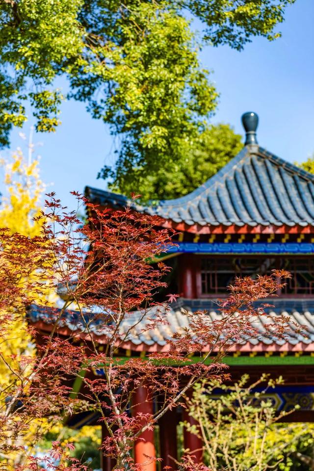 在江汉，听见公园里的秋色私语