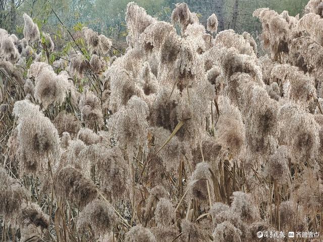 湿地片片芦花开，寒风阵阵景色美
