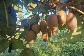 可以吃猕猴桃啦！一起来看看猕猴桃的故事图片