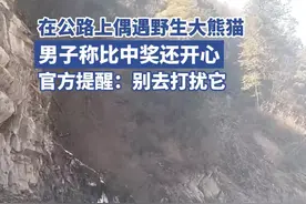 男子在雅安公路上偶遇野生大熊猫，称比中奖还开心，官方提醒：别打扰它图片