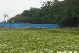 变废为宝，连云港推进浒苔资源化利用图片