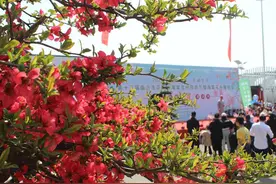 沂州海棠盛开，临沂汤河成春日赏花胜地图片