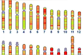 生男生女可以人为决定吗？胎儿性别是怎么发育形成的？图片
