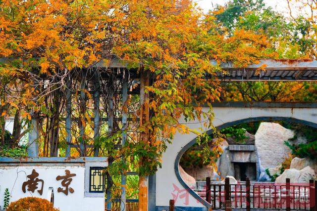 印象港区｜满目金黄，是秋写给冬的告白