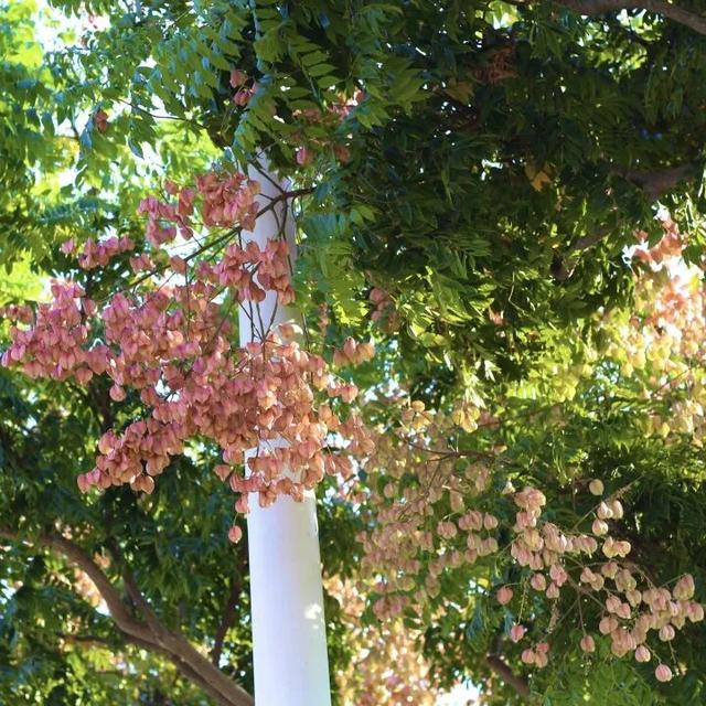 变了变了！秋日翔安，一路“繁花”