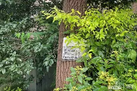 将垃圾分类进行到底① |装了摄像头，依然有居民乱扔垃圾怎么办？图片