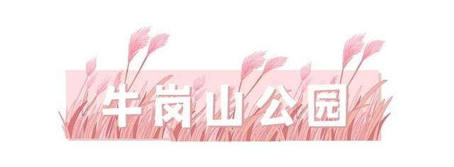 秋日“顶流”来啦！就藏在福州这些公园里