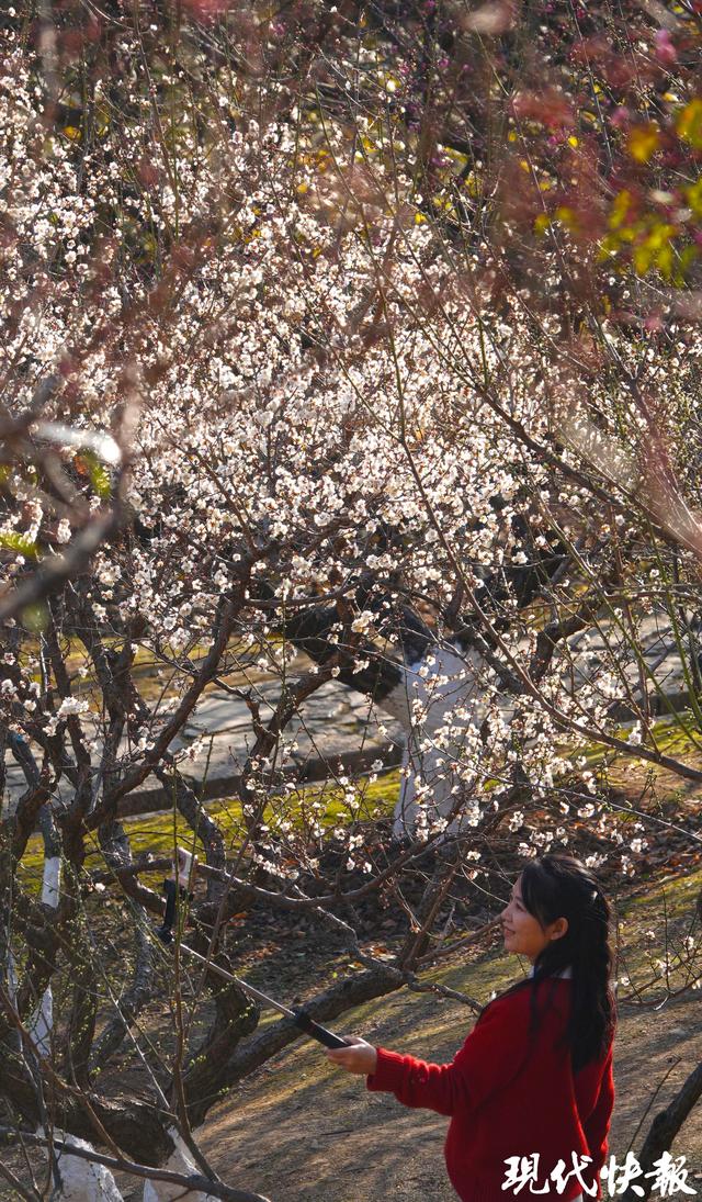 南京古林公园早梅初绽，快来探第一缕梅香