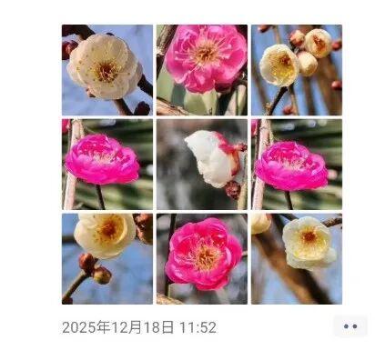 快出门！今年梅花开好啦，就是这么早！