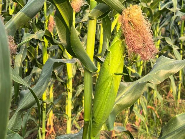 视觉增城｜“果”然有趣！快来正果邂逅甜蜜“丰”景