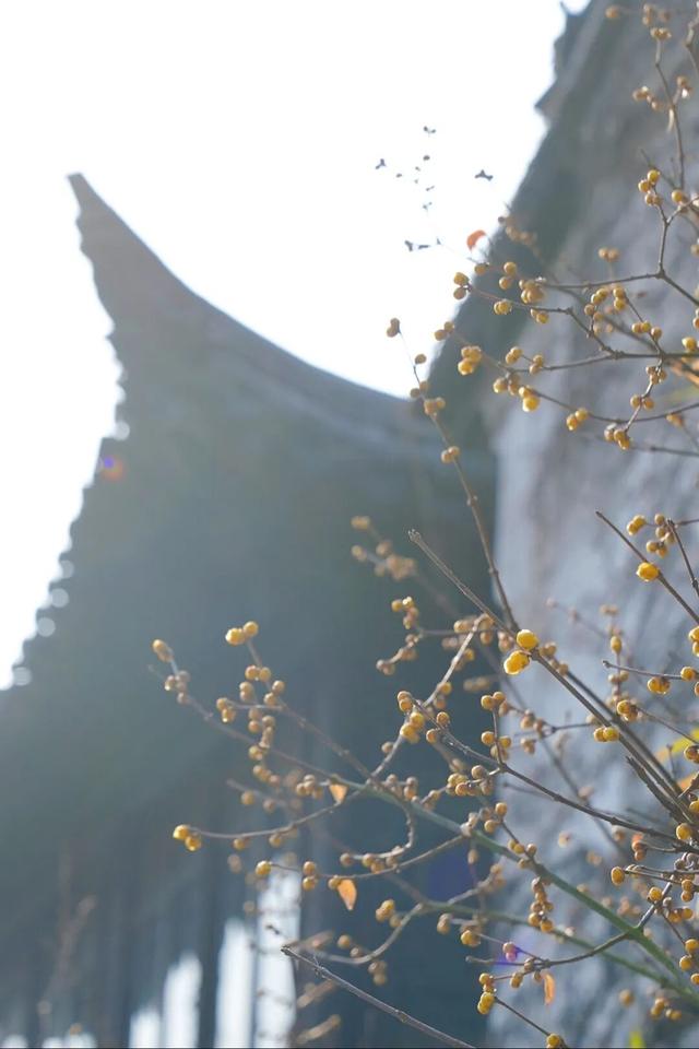 太仓“中式美学天花板”，要来了！