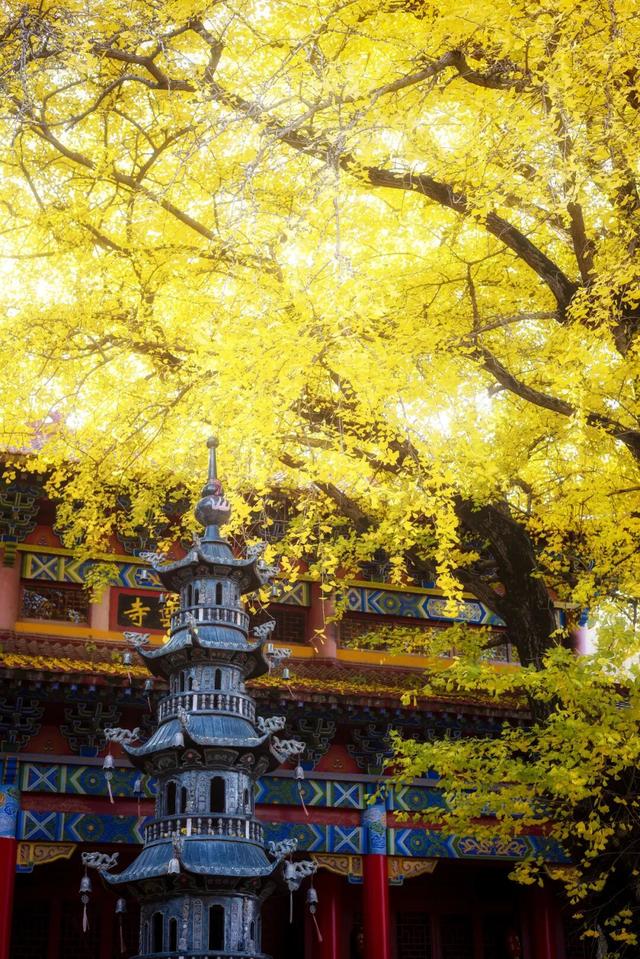 一年只此一季！鄂州网红古银杏进入最佳观赏期，错过再等一年！