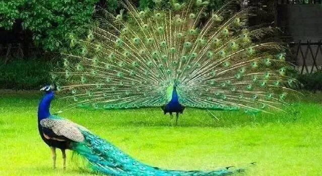 “疯狂动物城”原型，在北京找到了！