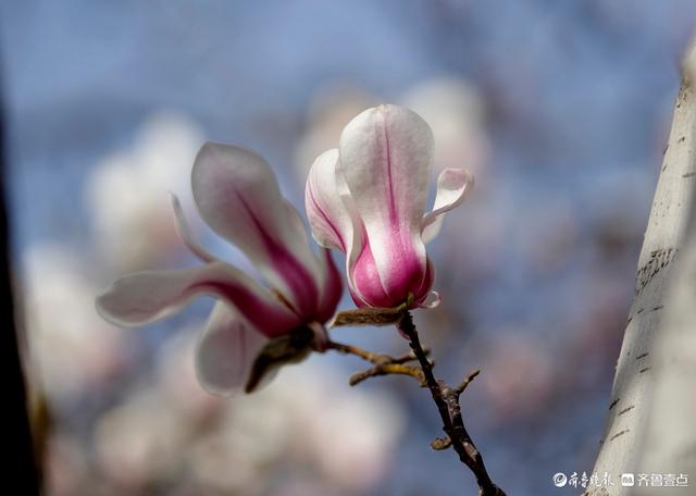 赏花正当时！趵突泉玉兰花开，与泉水共绘春色