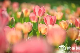 太子湾公园花展第一天，郁金香早花品种已开35%，盛花期预计在3月下旬图片