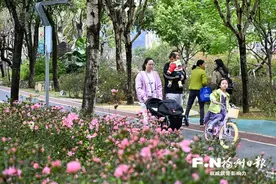琴亭湖公园近3万株杜鹃花提前绽放图片