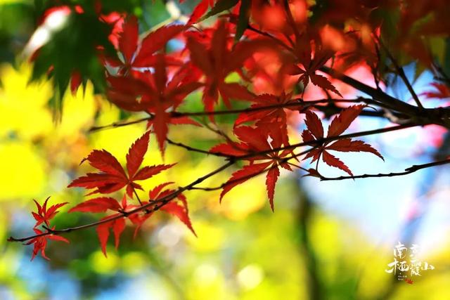 栖霞山红叶实拍+周末活动，不信你不动心！