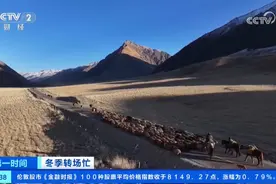 冬季转场忙 新疆伊犁河谷开启冬季转场 一起去看牧民们的转场生活图片