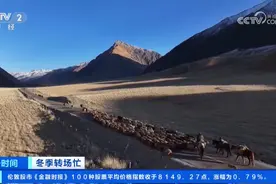 冬季转场忙 新疆伊犁河谷开启冬季转场 一起去看牧民们的转场生活图片