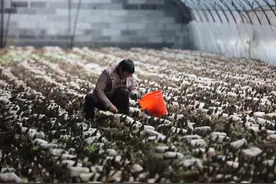 春鲜正当“食” 羊肚菌迎来开春第一采图片