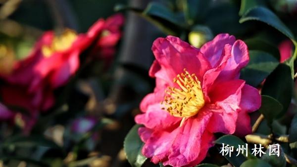 柳州市雀儿山公园茶梅盛放