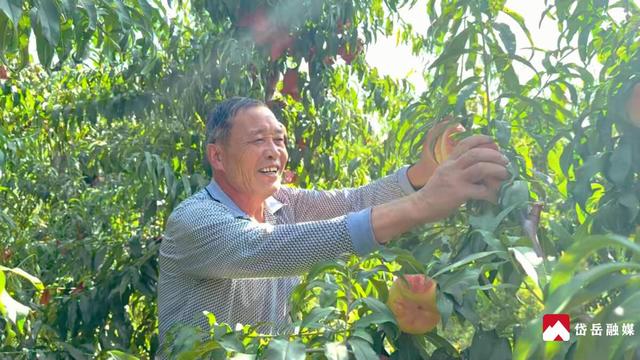 文化中国行丨寒露时节探访山东省泰安市岱岳区马庄镇：沃野凝香蜜桃醉秋