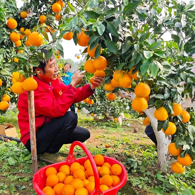 河南初冬的第一口甜，等你来尝！